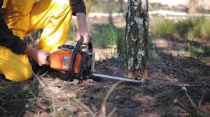 Best Tree Maintenance Programs  in Nd Point, WI
