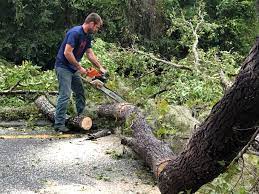 Best Tree Cabling and Bracing  in Nd Point, WI