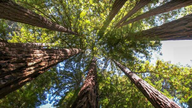 Best Tree Risk Assessment  in Nd Point, WI