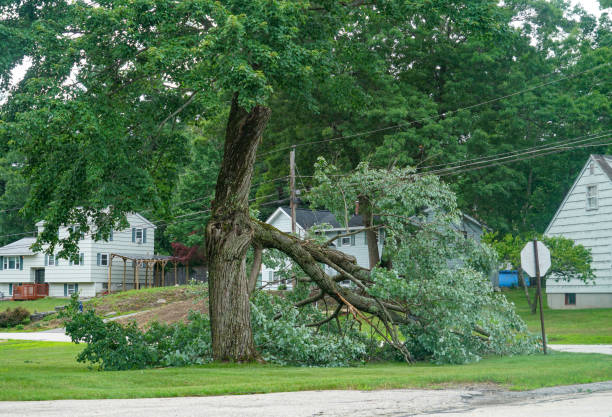 Best Storm Damage Tree Cleanup  in Nd Point, WI