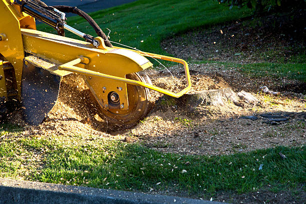 Best Tree Mulching  in Nd Point, WI