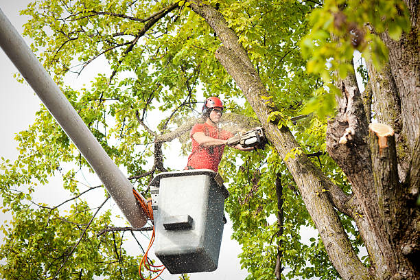 Best Tree Preservation Services  in Nd Point, WI
