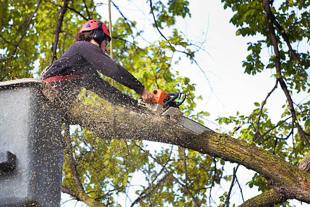 Trusted Wind Point, WI Tree Services Experts