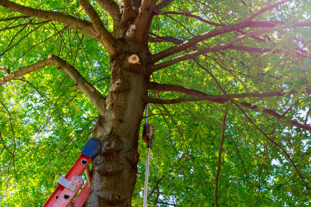 Best Tree Trimming and Pruning  in Nd Point, WI